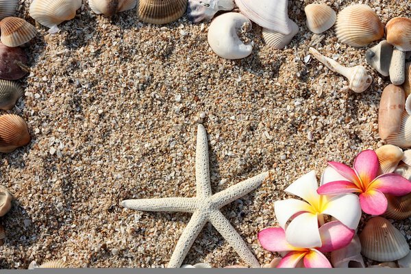 Starfish and leelawadee flower with shell on sand