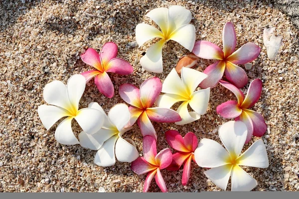 Leelawadee λουλούδι στην άμμο Royalty Free Φωτογραφίες Αρχείου
