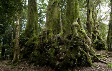 Nothofagus moorei or Antarctic Beech Trees clipart