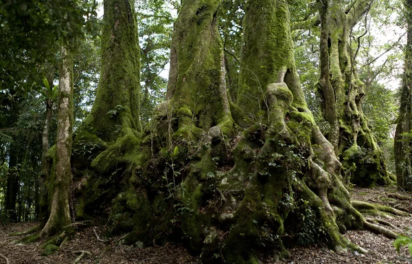 Nothofagus moorei veya Antarktika kayın ağaçları — Stok fotoğraf