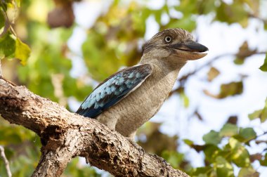 Blue-Winged Kookaburra clipart