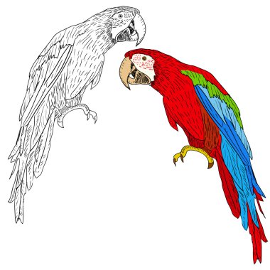 Macaws illustration.