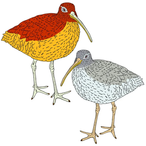 Curlew euroasiático, ilustración de aves . —  Fotos de Stock