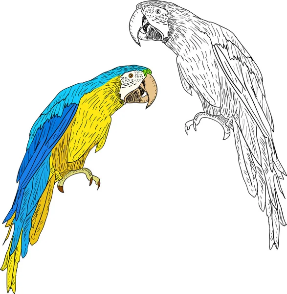 Macaws illustration. — 스톡 사진