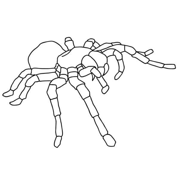Blom arka planında dövme örümceği tarantulası — Stok fotoğraf