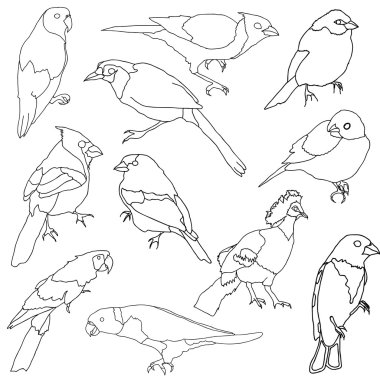  set of different species of birds.