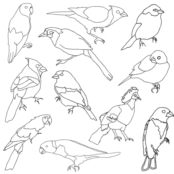 Serie di diverse specie di uccelli . — Foto Stock