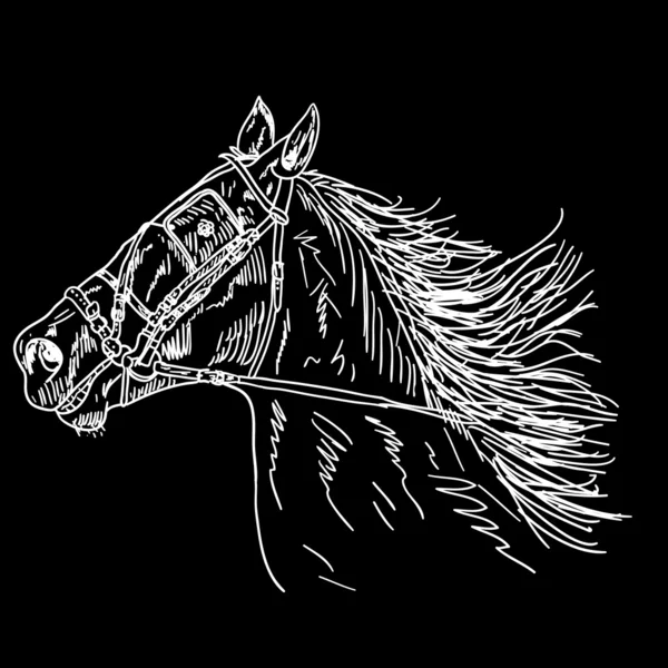 Μαύρο άλογο — Φωτογραφία Αρχείου