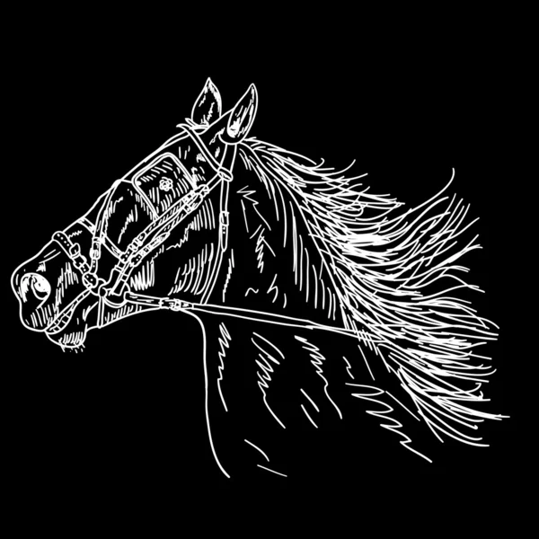 stock image Black horse