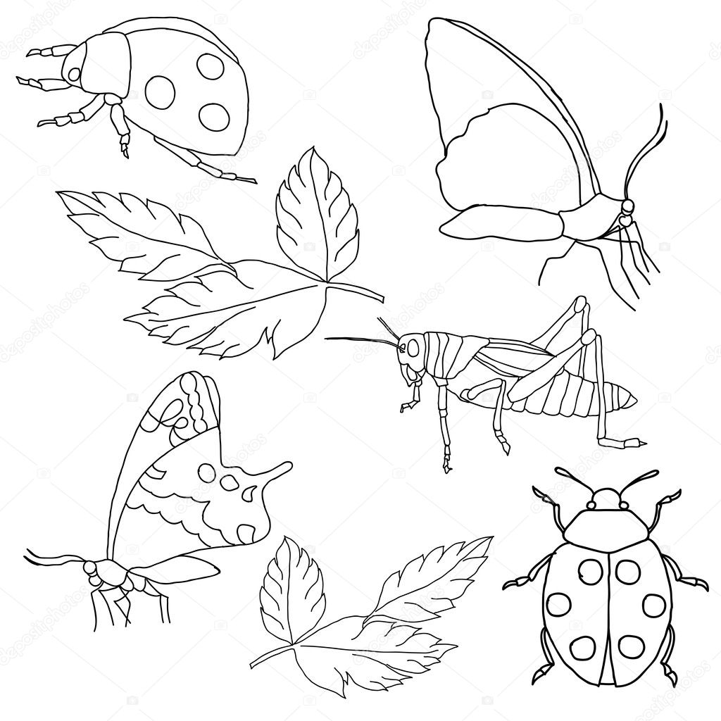 Set of insects on a white background.