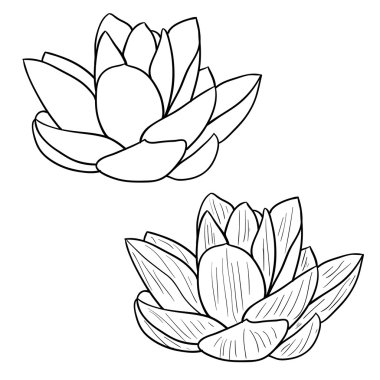 Oriental lotus - a flower illustration. clipart