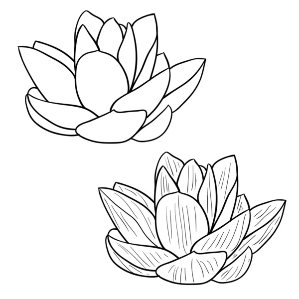 Oriental lotus - a flower illustration. — Stock fotografie