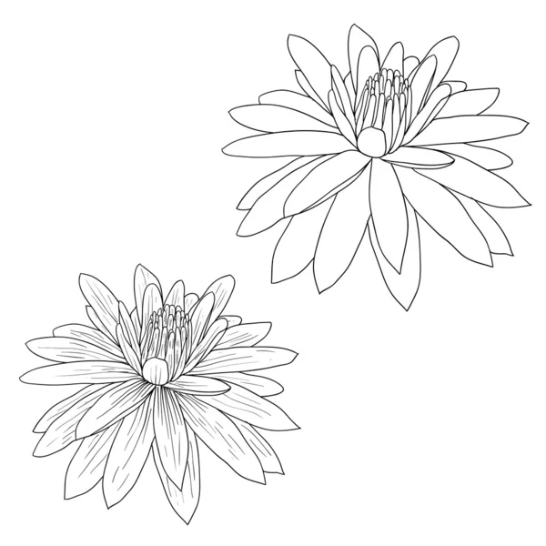 Oriental lotus - a flower illustration. — Stock Photo, Image