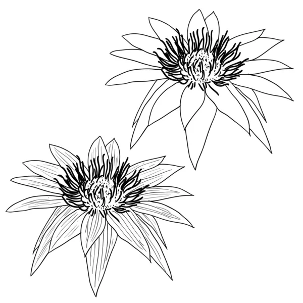 Oriental lotus - a flower illustration. — Stock Fotó
