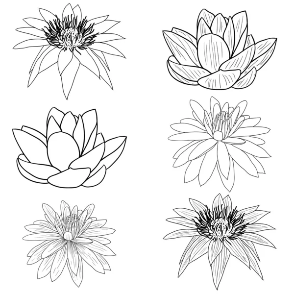 Orientalna Lotos - kwiat — Zdjęcie stockowe