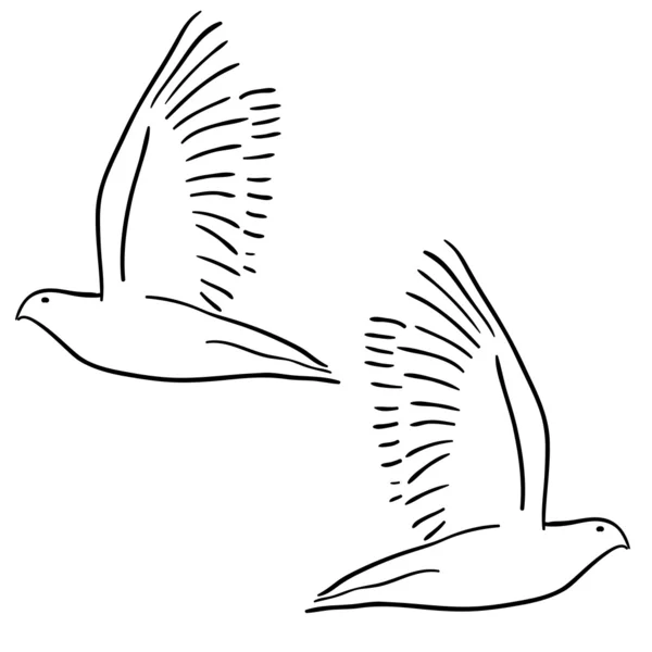 Concept of love or peace. Set of white doves. — Stock fotografie