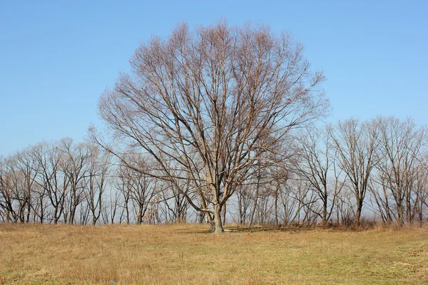 Tammipuu pellolla vailla lehtiä — kuvapankkivalokuva