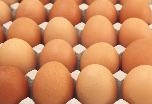 Tavuk yumurta satır deseni arka plan — Stok fotoğraf
