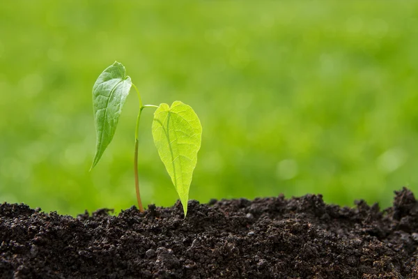 Pieni kasvi kasvaa maaperästä — kuvapankkivalokuva