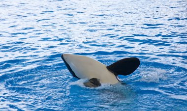 Orca balina orcinus orca göstermek loro parque tenerife, Kanarya Adaları