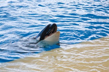 Orca balina orcinus orca göstermek loro parque tenerife, Kanarya Adaları