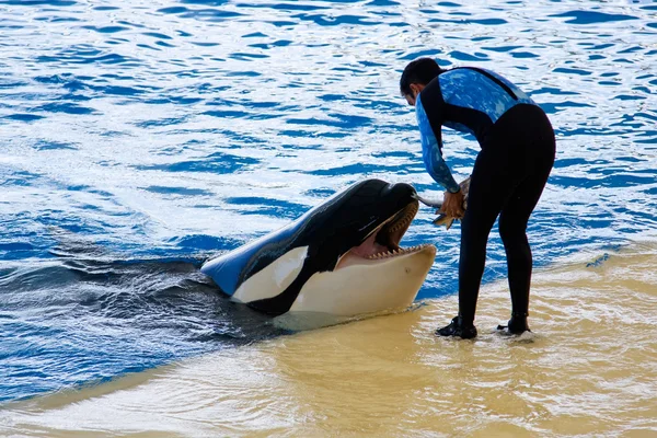 Orca walvis orcinus orca Toon loro parque tenerife Canarische eilanden — Stockfoto