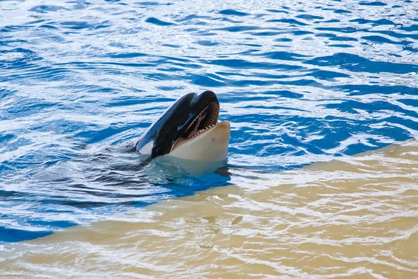 Orca balina orcinus orca göstermek loro parque tenerife, Kanarya Adaları — Stok fotoğraf