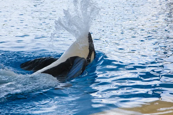 Orca velryba orcinus orca Ukázat loro parque tenerife, Kanárské ostrovy — Stock fotografie
