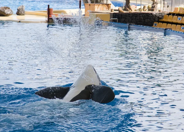 Orca walvis orcinus orca Toon loro parque tenerife Canarische eilanden — Stockfoto