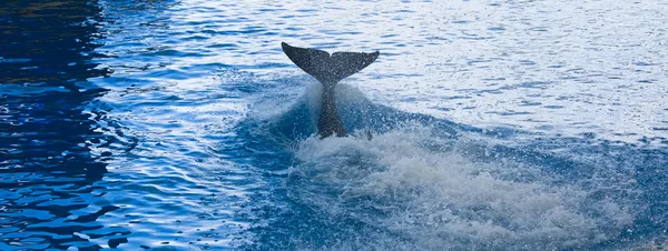 Orca whale Orcinus orca Show Loro Parque Tenerife Canarian islands — Stock Photo, Image
