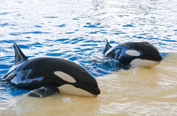 Orca whale orcinus orca Visa loro parque Teneriffa kanariska öarna — Stockfoto