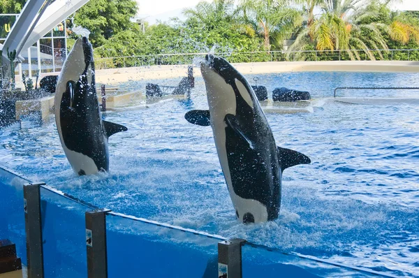 Orca balina orcinus orca göstermek loro parque tenerife, Kanarya Adaları — Stok fotoğraf