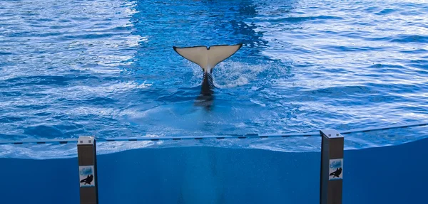 シャチ クジラ、シャチ表示 loro parque テネリフェ島カナリア諸島 — ストック写真