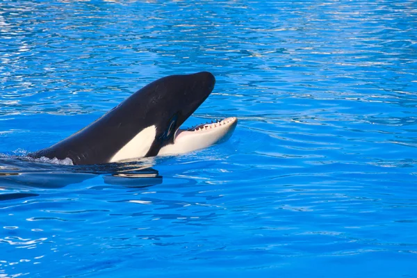 stock image Orca whale Orcinus orca Show Loro Parque Tenerife Canarian islands