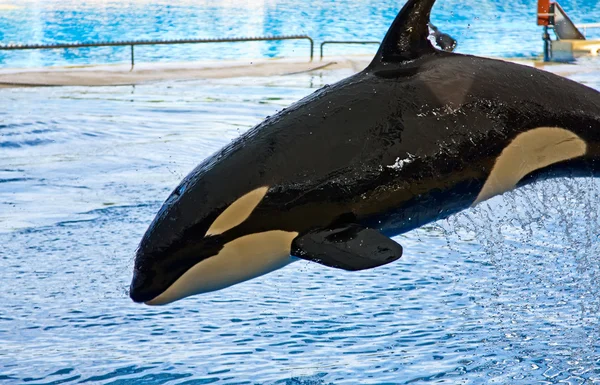 Orca wal orcinus orca show loro parque teneriffa kanarische inseln lizenzfreie Stockbilder