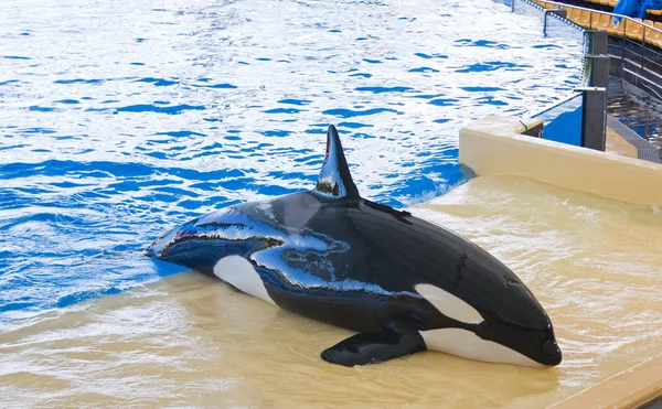 Orca wal orcinus orca show loro parque teneriffa kanarische inseln lizenzfreie Stockfotos