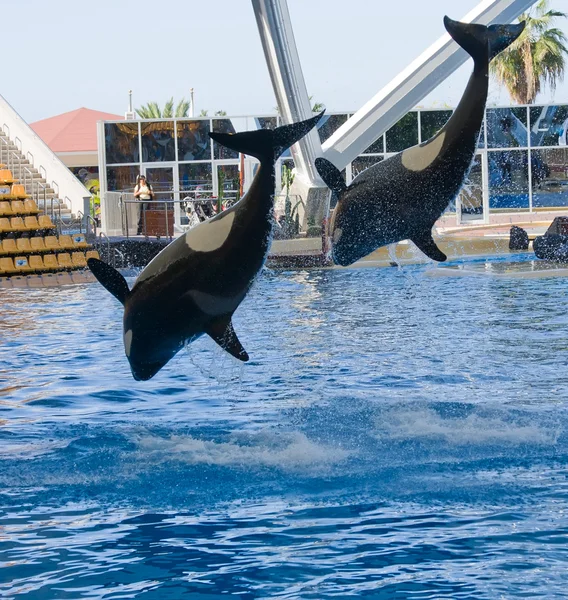 Orca кит Orcinus orca шоу Loro Parque Тенеріфе Канарських островів Стокове Зображення