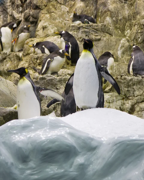 Arctic penguin — Stock Photo, Image