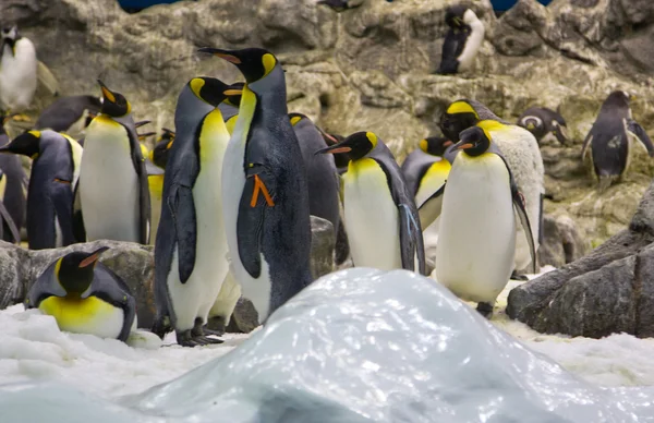 Arktiska pingvin — Stockfoto