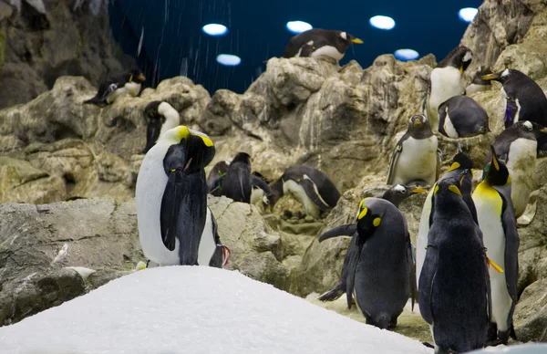 Arctische pinguïn — Stockfoto