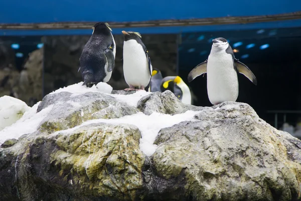 Pingüino ártico —  Fotos de Stock