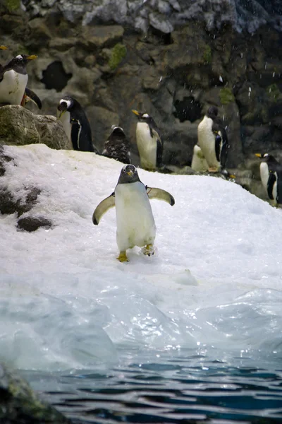Арктичних пінгвінів — стокове фото