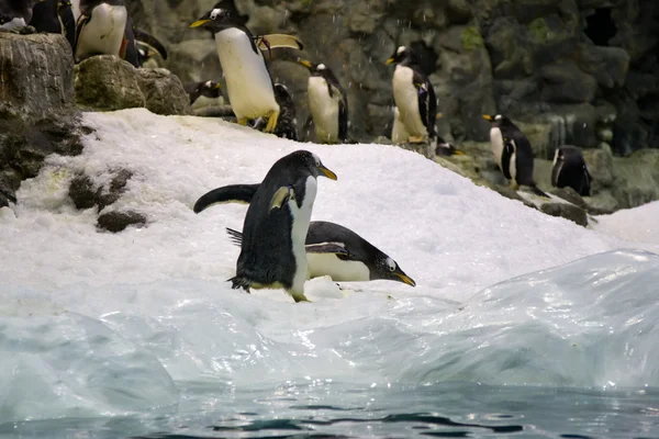 Арктичних пінгвінів — стокове фото