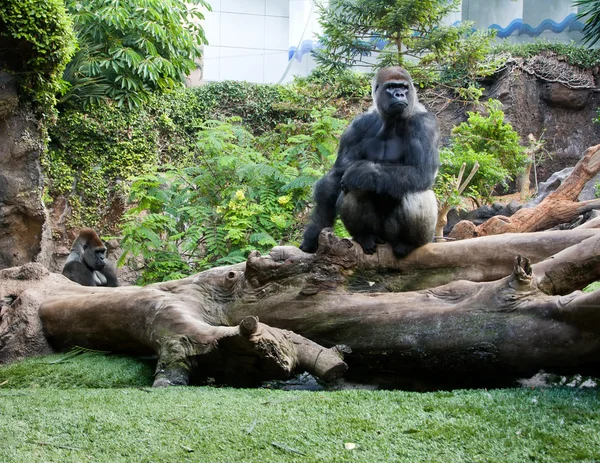 Duży czarny małpa — Zdjęcie stockowe