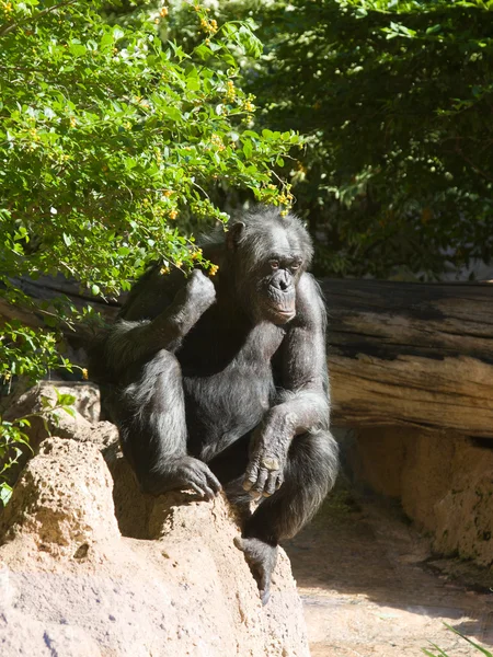 Duży czarny małpa — Zdjęcie stockowe