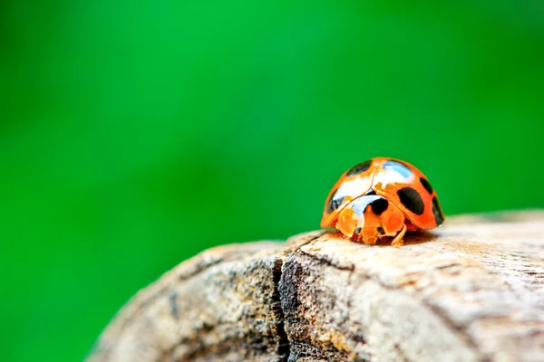 Escarabajo dama — Foto de Stock