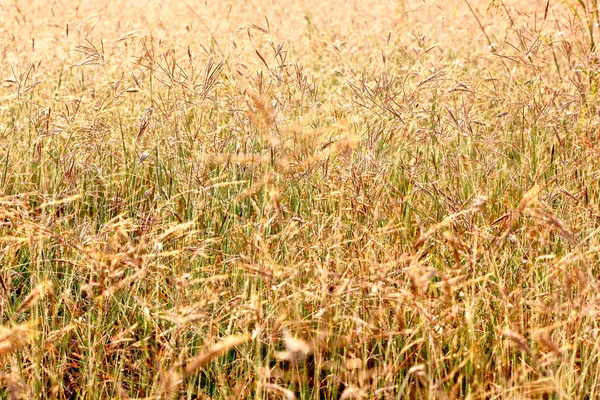 stock image Pastures in the winter