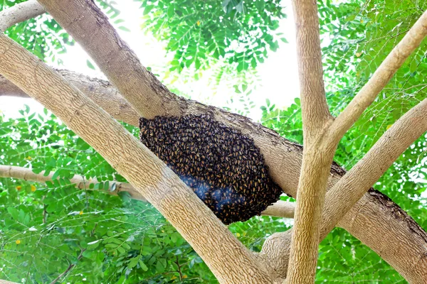 Bienennest Baum