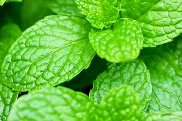 Stock image Mint leaves