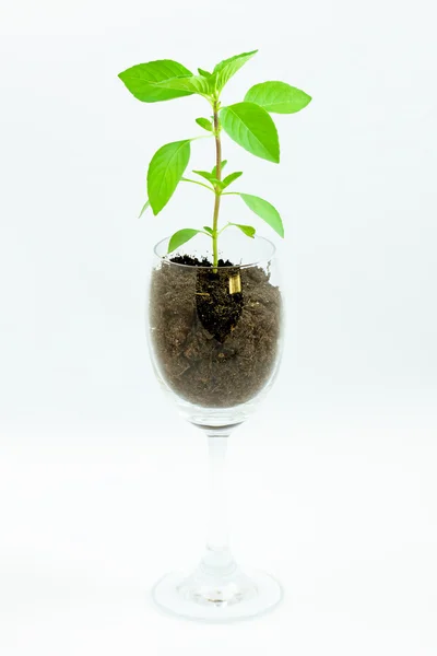 El crecimiento de las especies vegetales — Foto de Stock